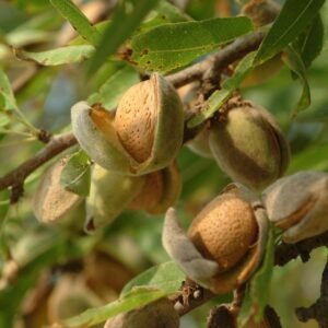 ALMENDRO